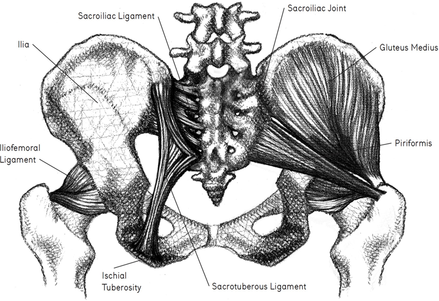 different muscles connected with the pelvis are pointed out with labelling
