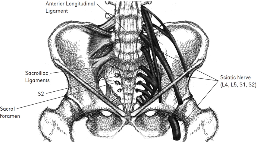 how to stabilize the hip? different nerves, ligments spine s2 , how pelvis works