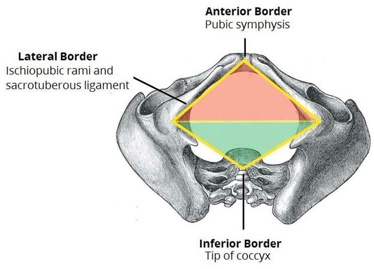 lateral, anterior, inferior borders of the pelvic floor are marked with labelling