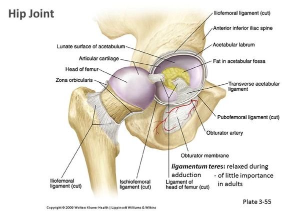 hip joint