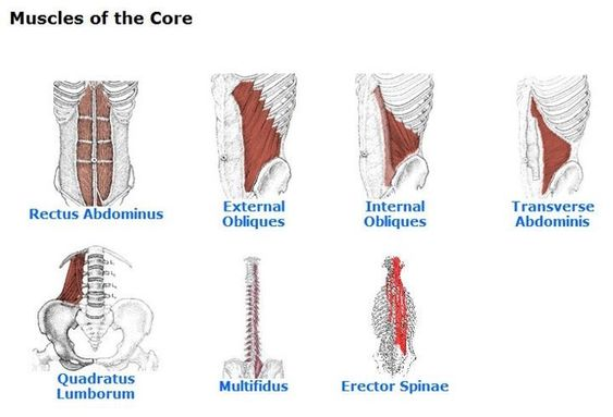 different core muscles are highlighted, rectus abdominus, external & internal obliques, erector spinae, Multifidus