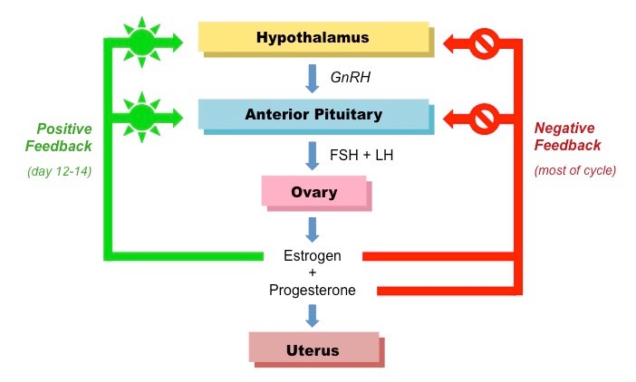 this image expalines what happens in a womens body during Normal Menstrual Cycles.